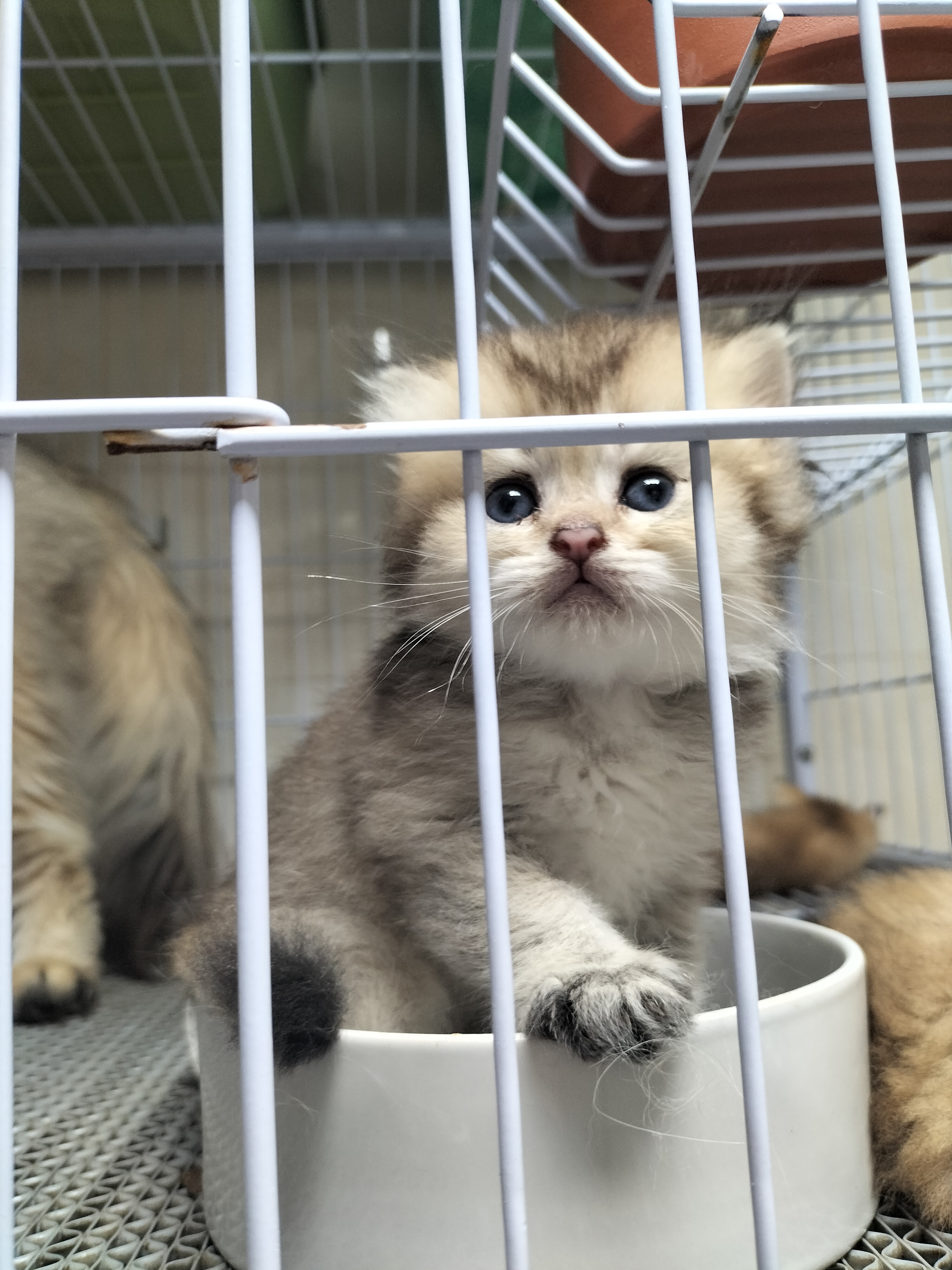 英国长毛猫